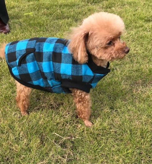 Hooded Dog Vest Image 12