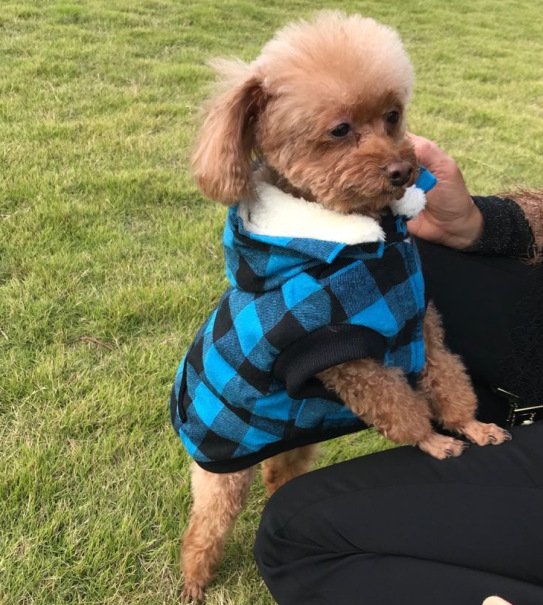 Hooded Dog Vest Image 14