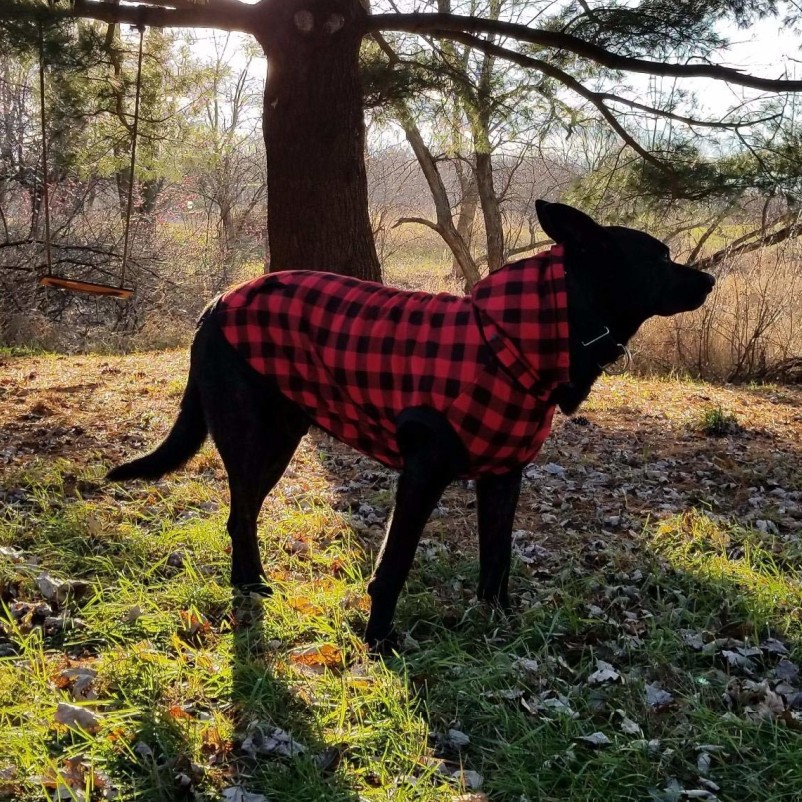 Hooded Dog Vest Image 16