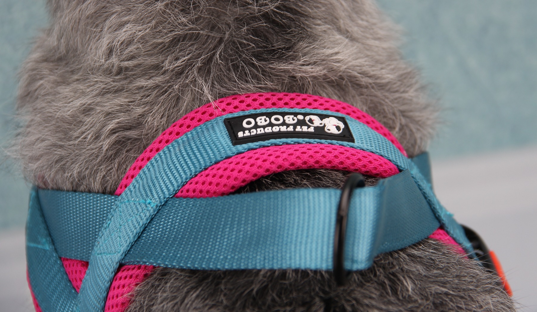 Pet Harness in Use