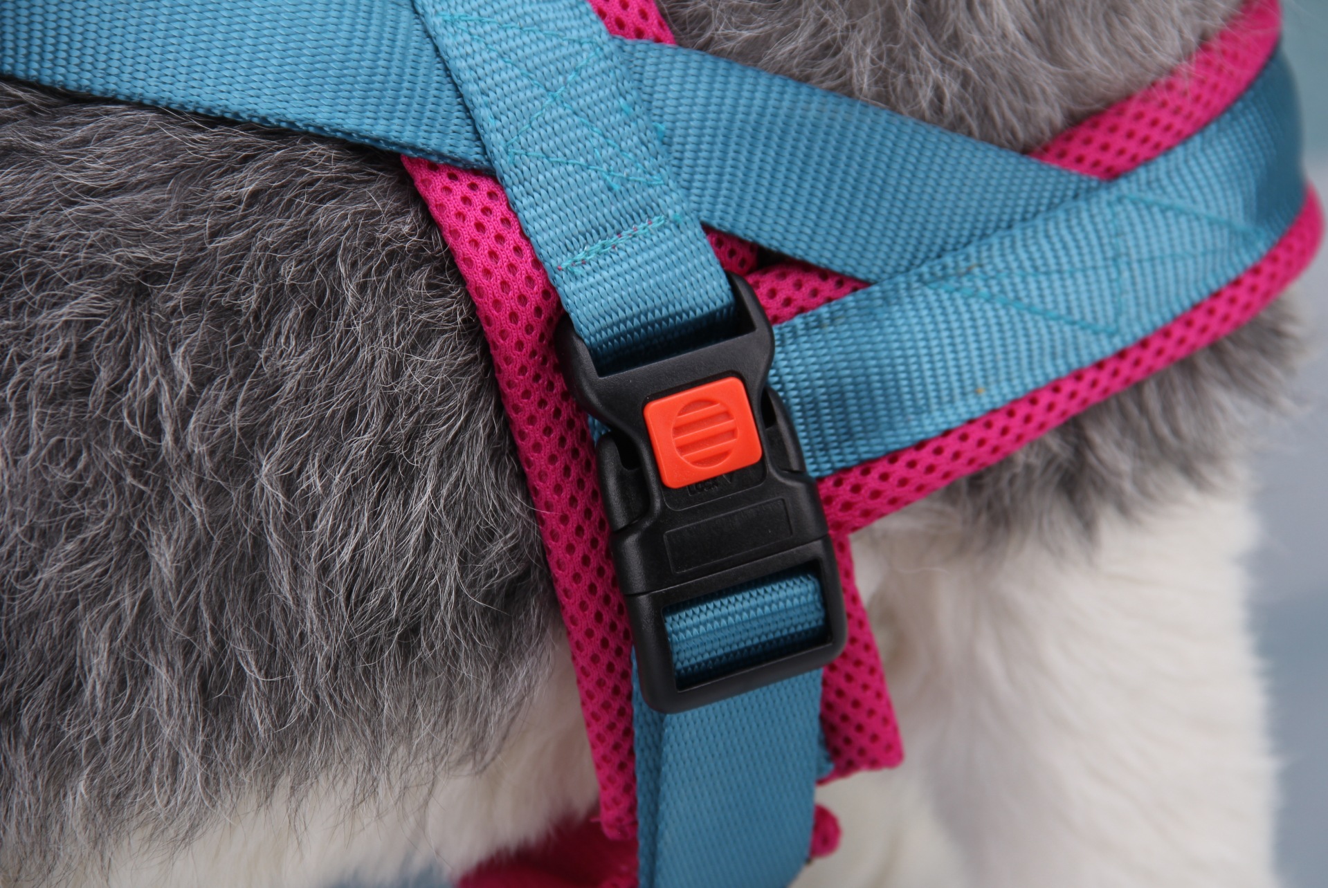 Comfortable Pet Harness